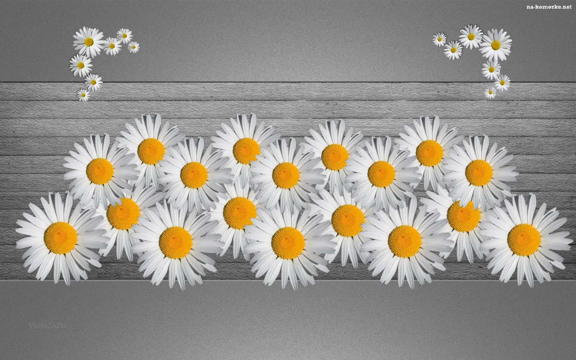 Grafika, Kwiaty, Stokrotki