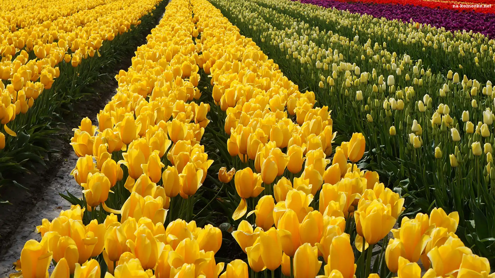 Kwiaty, Plantacja, Kolorowe, Tulipany
