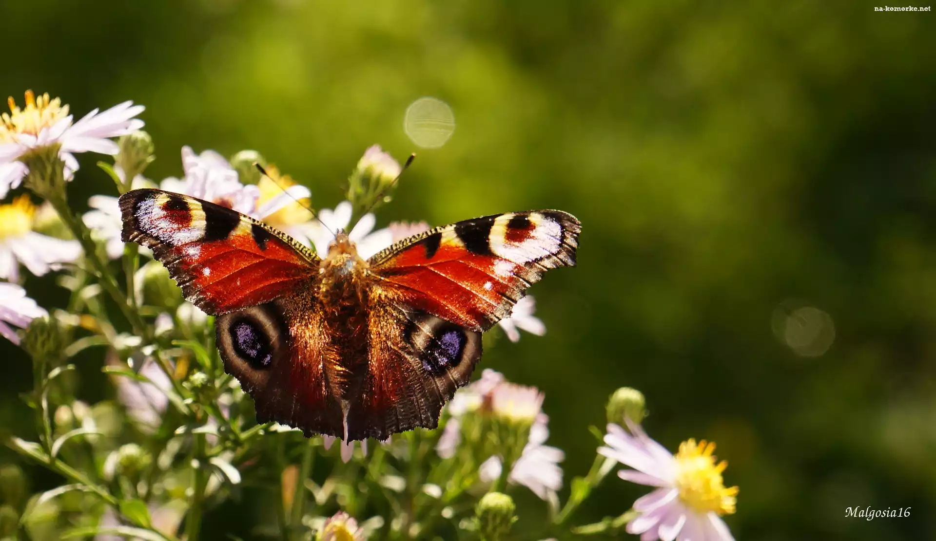 Kwiaty, Skrzydła, Kolorowy, Motyl