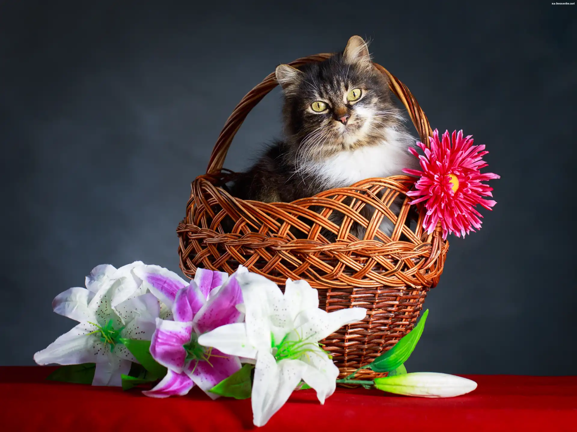 Kwiaty, Wiklinowy, Kot, Aster, Koszyk, Lilie