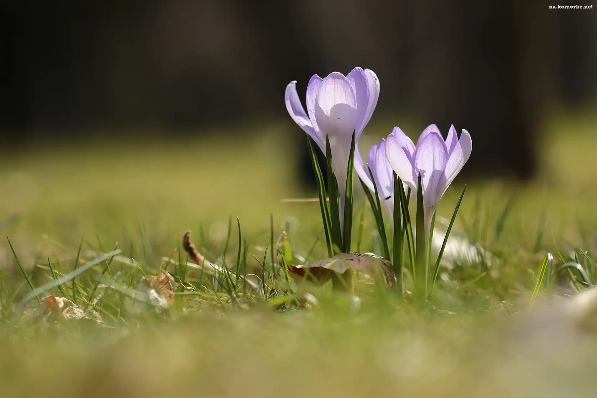 Krokusy, Kwiaty, Liliowe