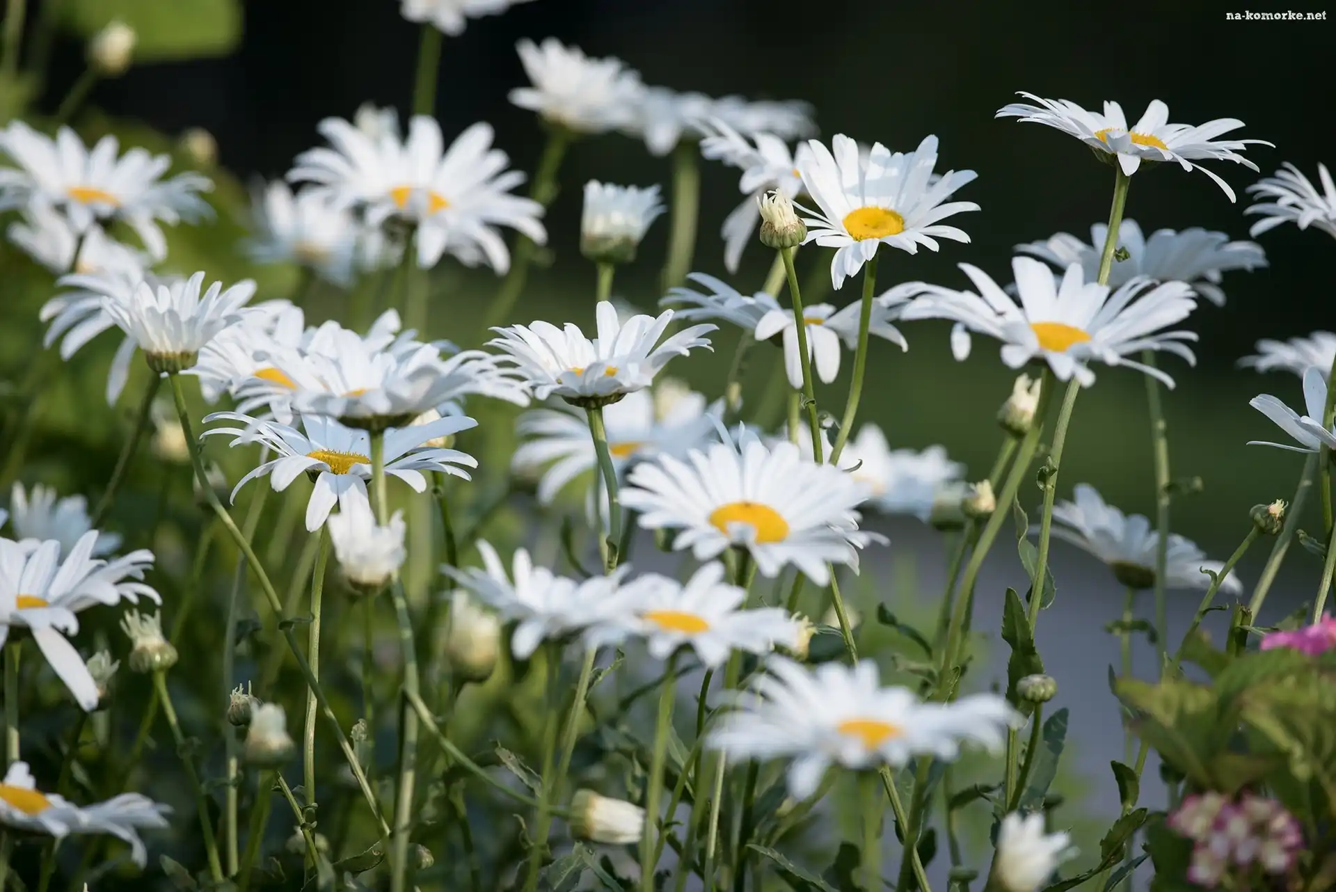 Kwiaty, Margerytki