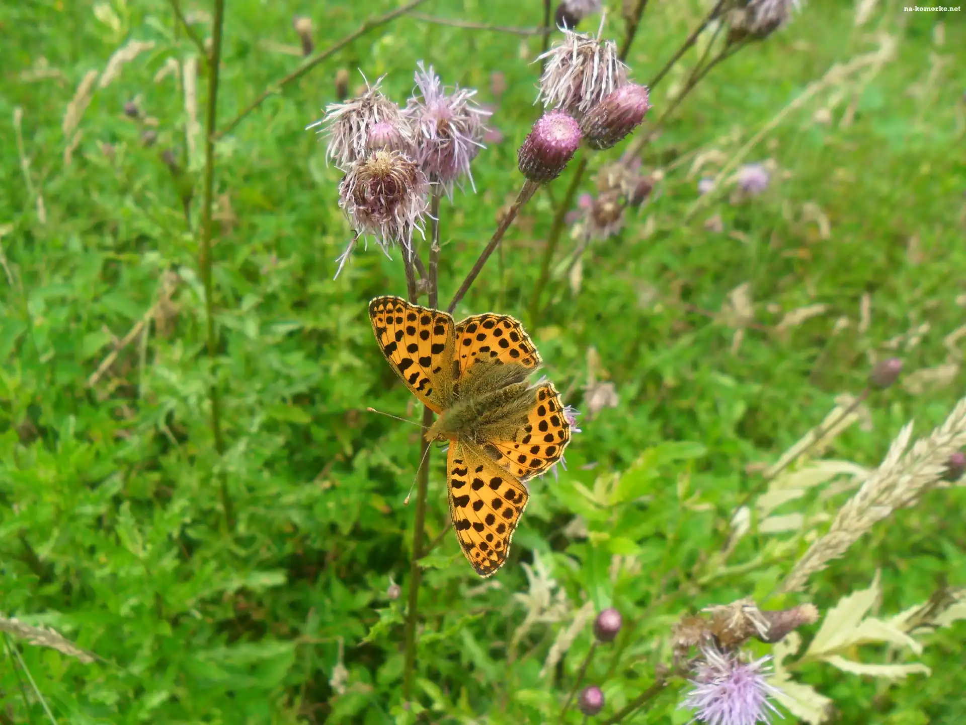 Motyl, Kwiaty, Ostu