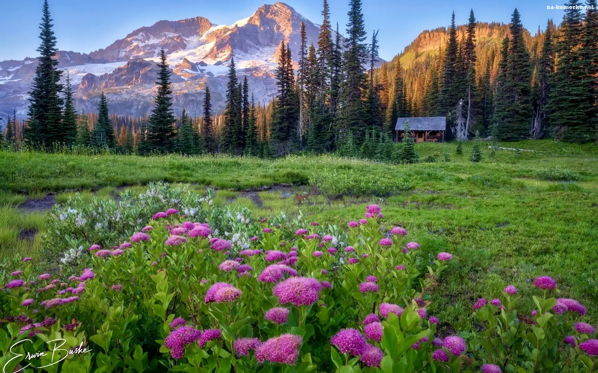 Park Narodowy Mount Rainier, Drzewa, Łąka, Stany Zjednoczone, Domek, Kwiaty, Góry, Waszyngton