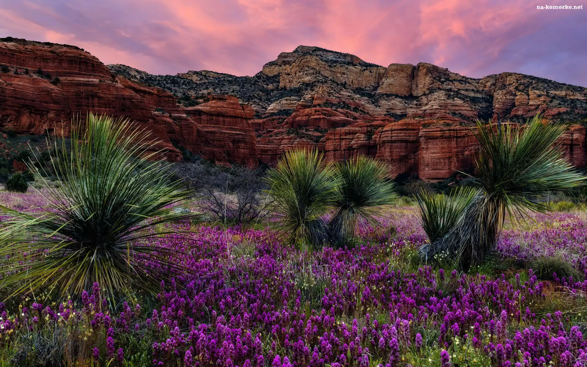 Zachód słońca, Kwiaty, Arizona, Juki, Sedona, Stany Zjednoczone, Niebo, Skały, Bear Mountain, Góry
