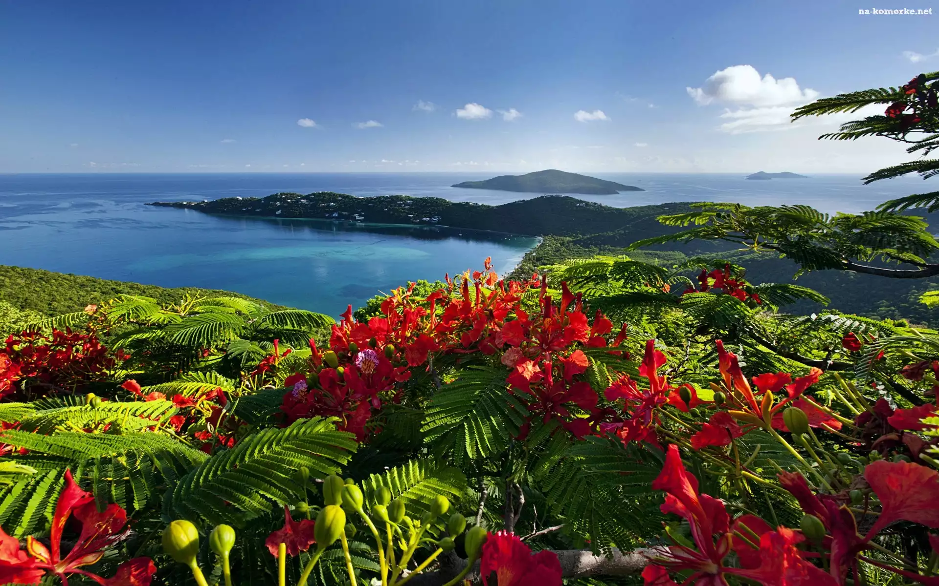 Kwiaty, Karaiby, Ocean, Wyspy