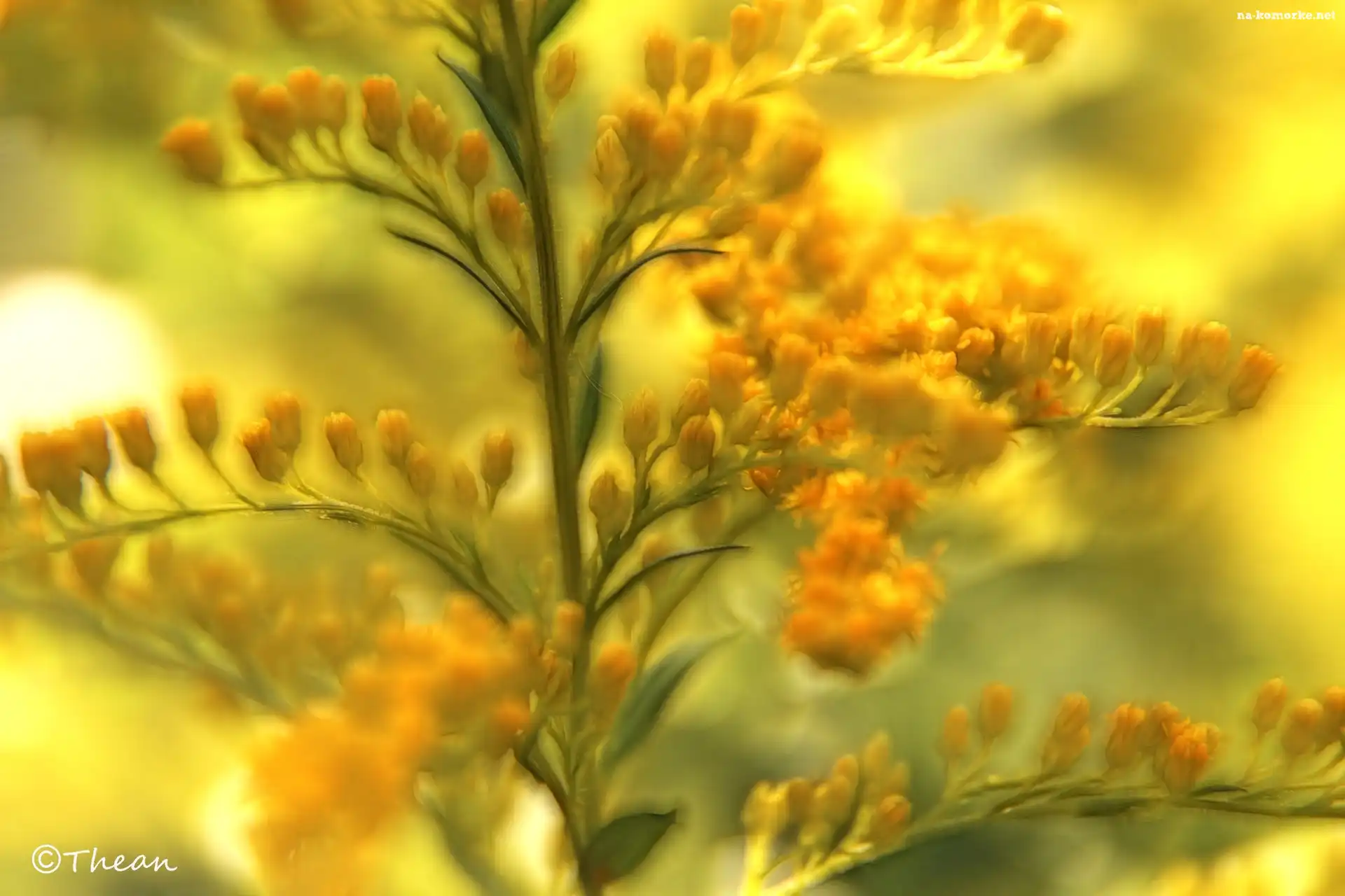 Żółte, Kwiaty, Fractalius