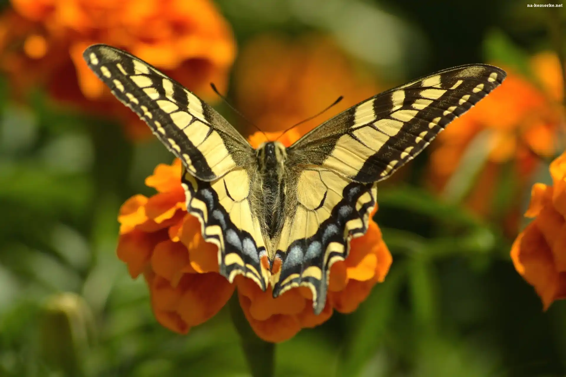 Kwiaty, Paź, Królowej, owad, Motyl