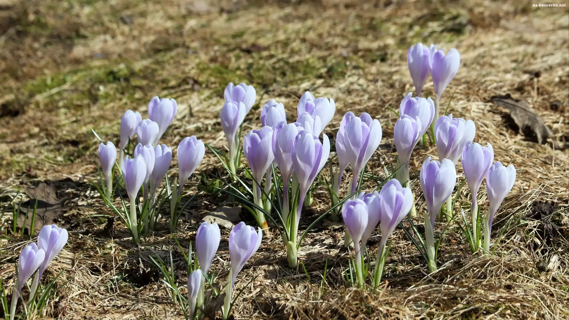 PÄ…ki, Liliowe, Krokusy, Kwiaty