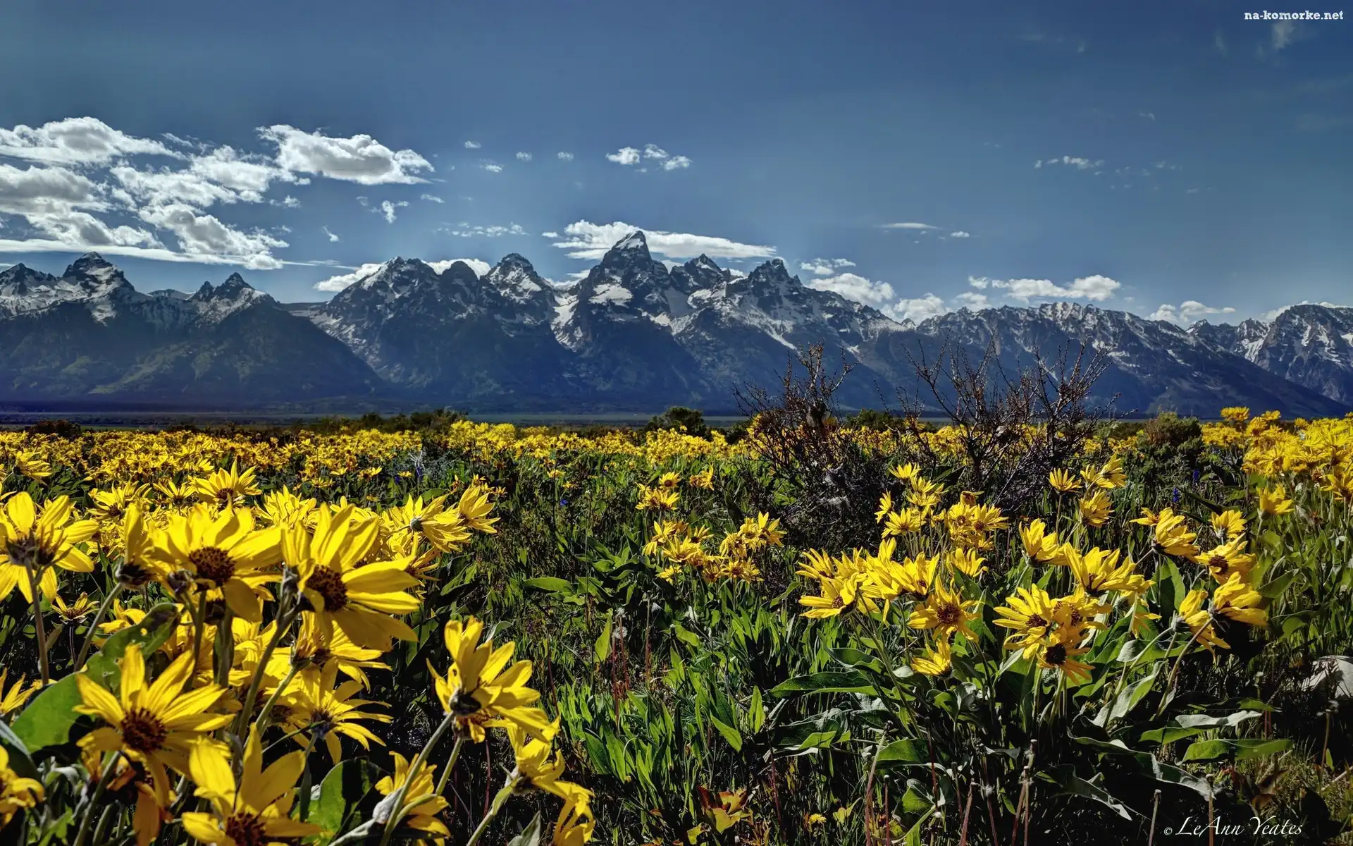 Góry, Wyoming, Park Narodowy Grand Teton, Łąka, USA, Kwiaty