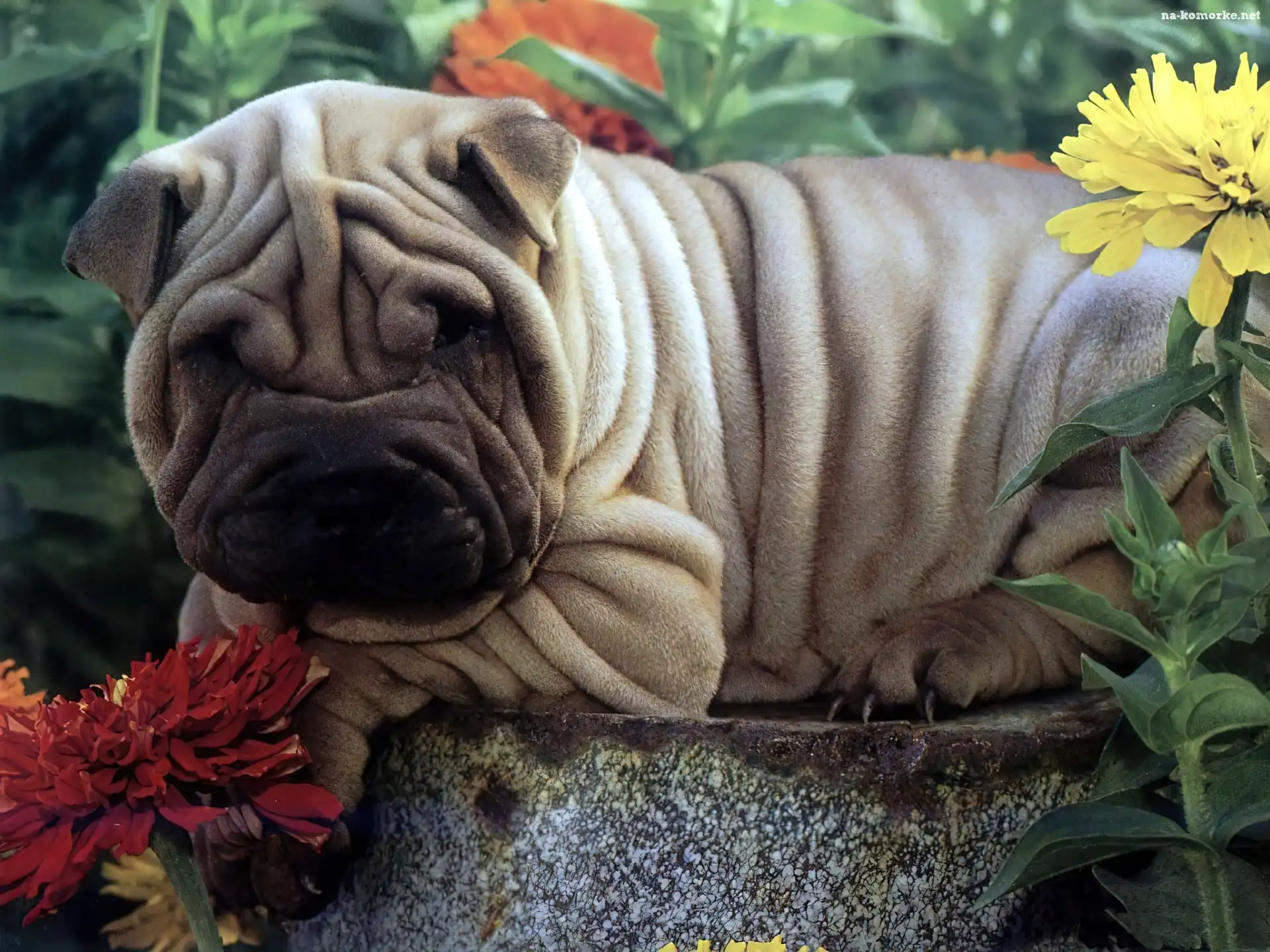 Kwiaty, Pies, Shar, Pei, Fałdki