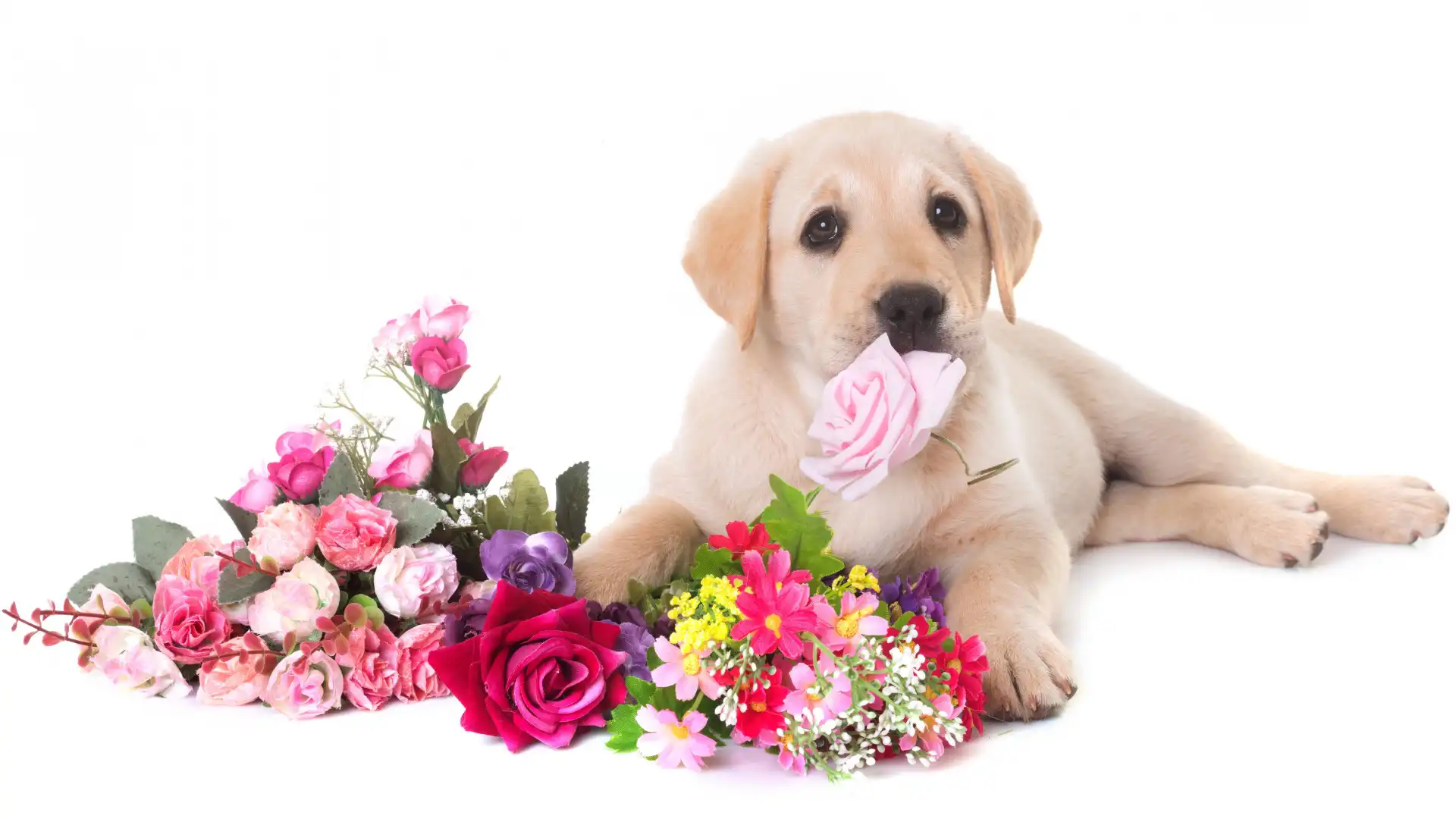 Kwiaty, Labrador retriever, Pies, Szczeniak