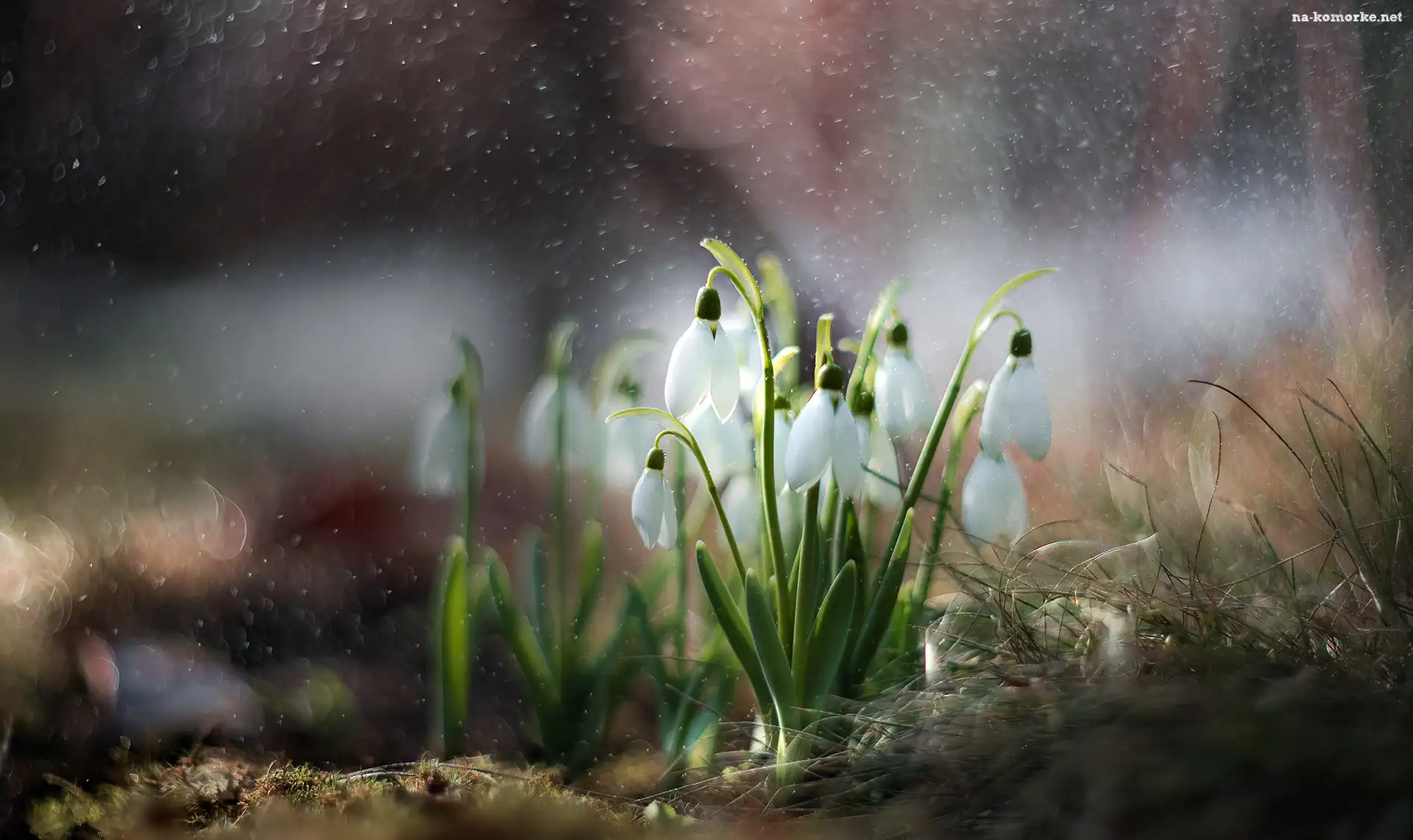 Kwiaty, Bokeh, Przebiśniegi, Trawa