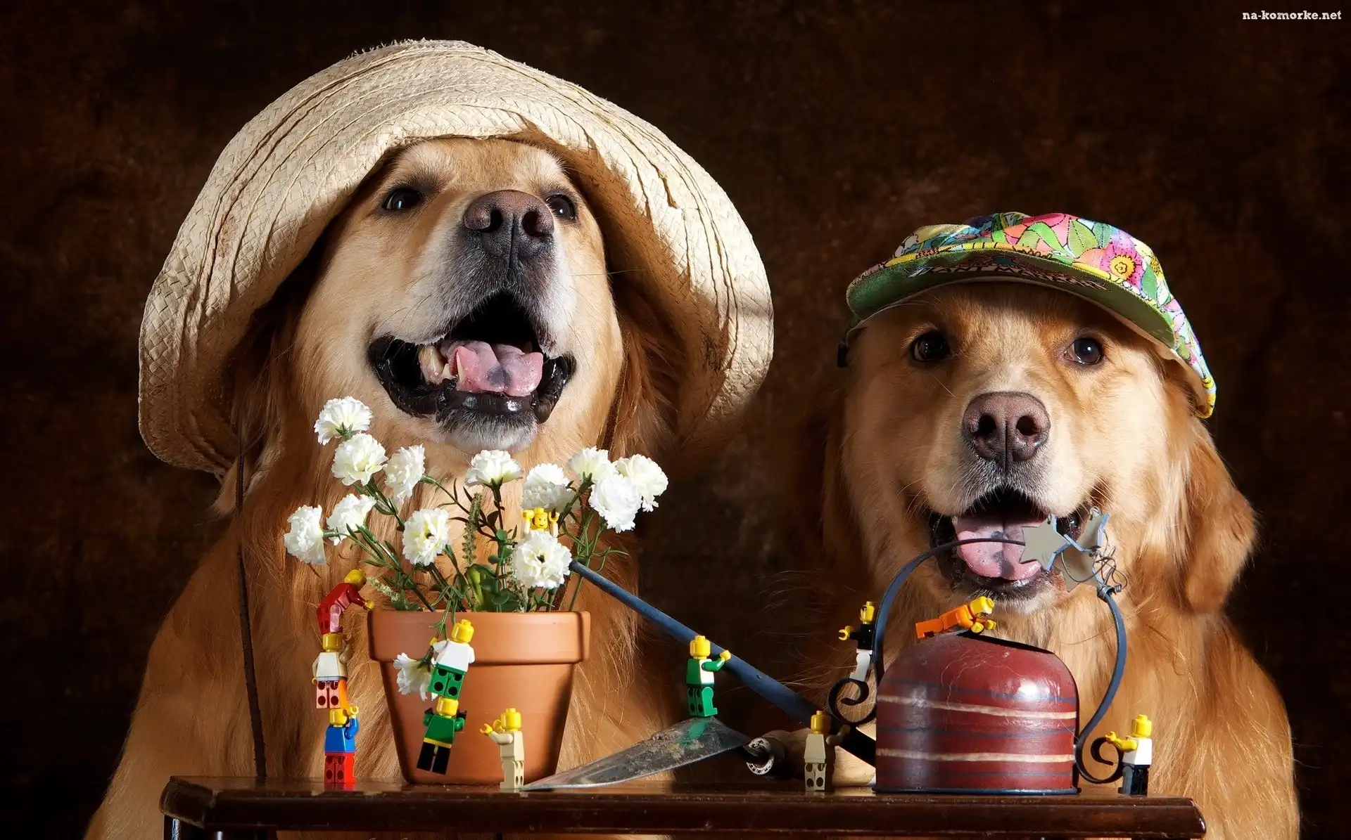 Kwiaty, Dwa, Psy, Golden retrievery, Czapki