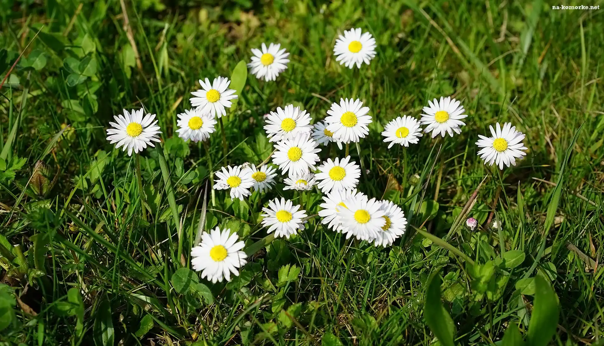 Kwiaty, Trawa, Rozwinięte, Stokrotki