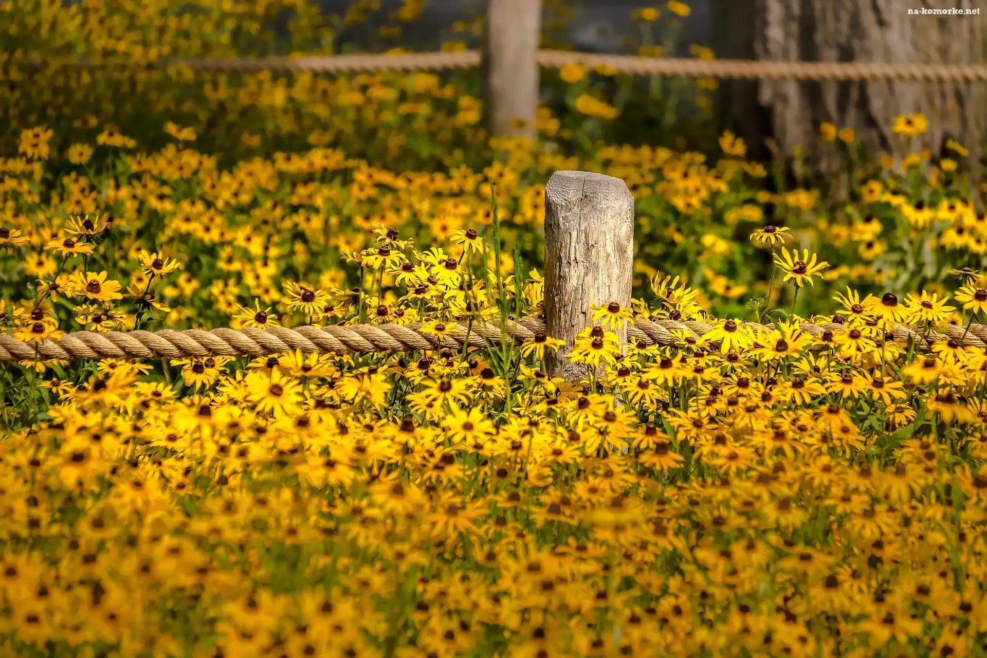 Kwiaty, Sznur, Rudbekia, Ogrodzenie
