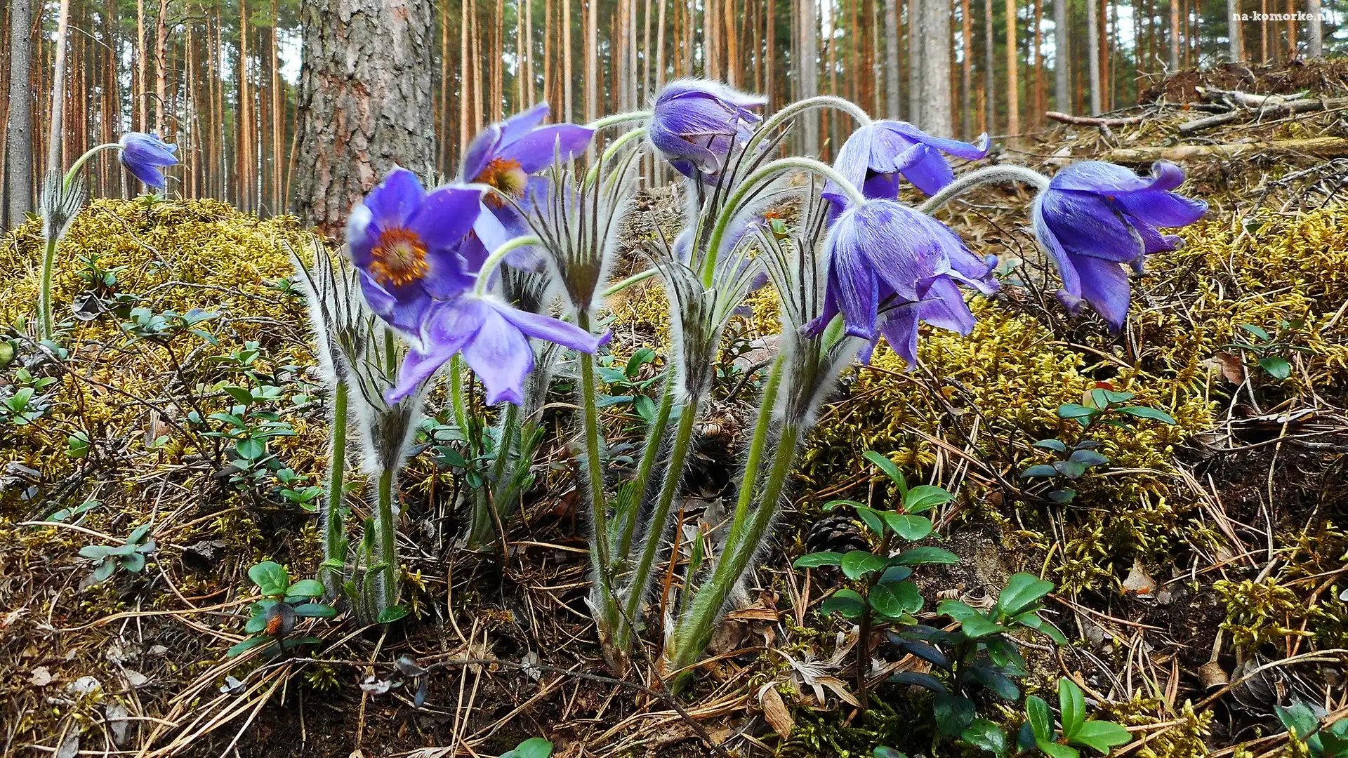 Kwiaty, Runo leśne, Sasanki, Las