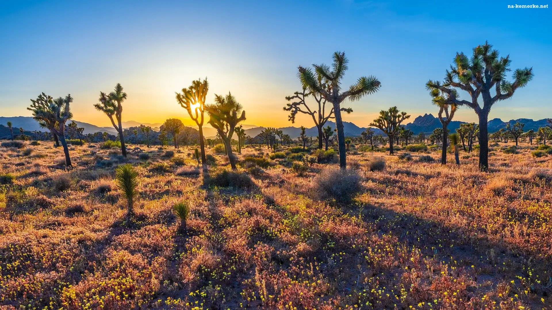 Kalifornia, Wschód słońca, Park Narodowy Joshua Tree, Stany Zjednoczone, Kwiaty, Drzewa Jozuego