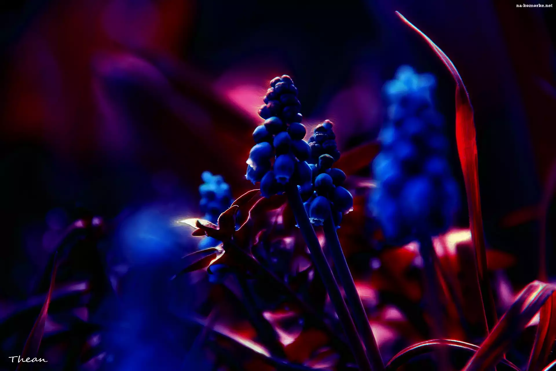 Szafirki, Kwiaty, Fractalius