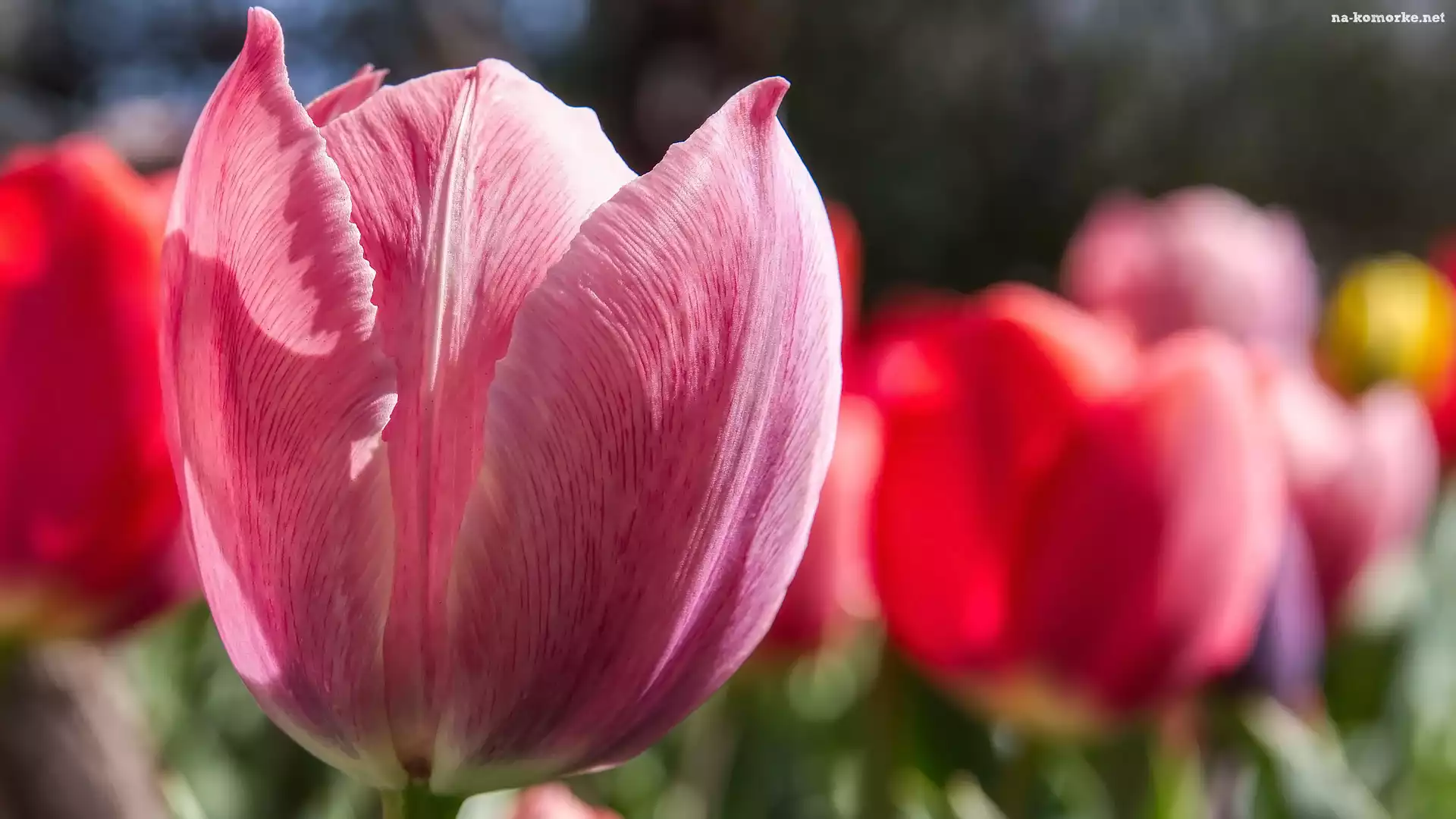 Kwiaty, Zbliżenie, Tulipan