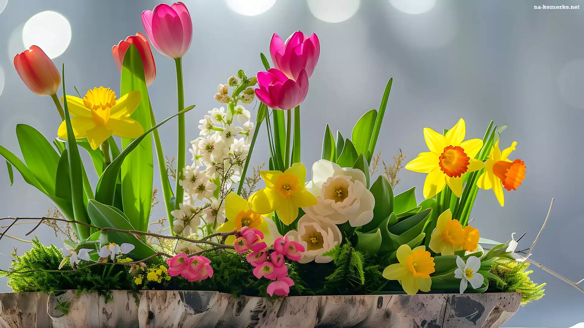 Tulipany, Żonkile, Kolorowe, Kwiaty
