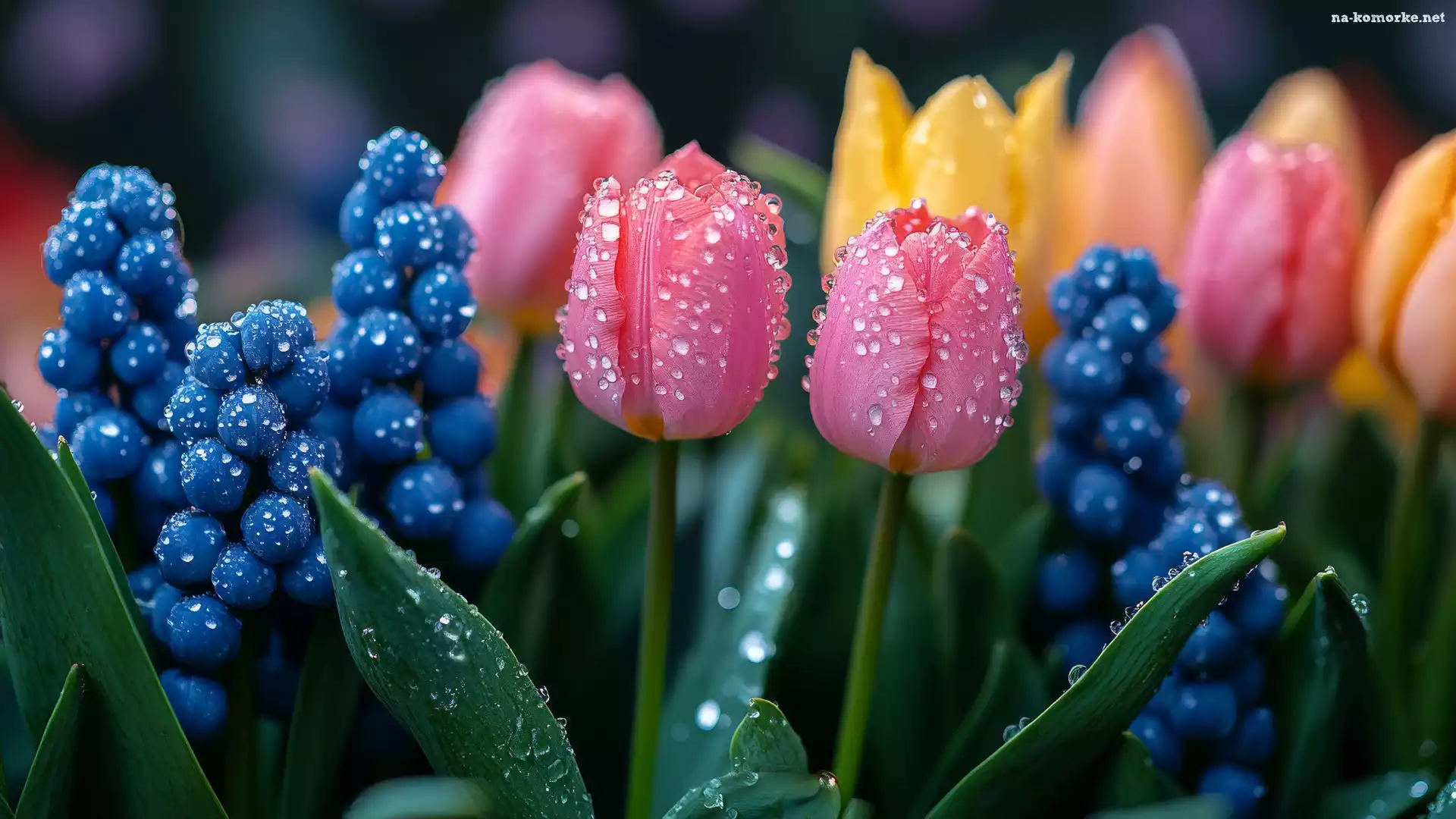 Tulipany, Krople, Mokre, Kwiaty