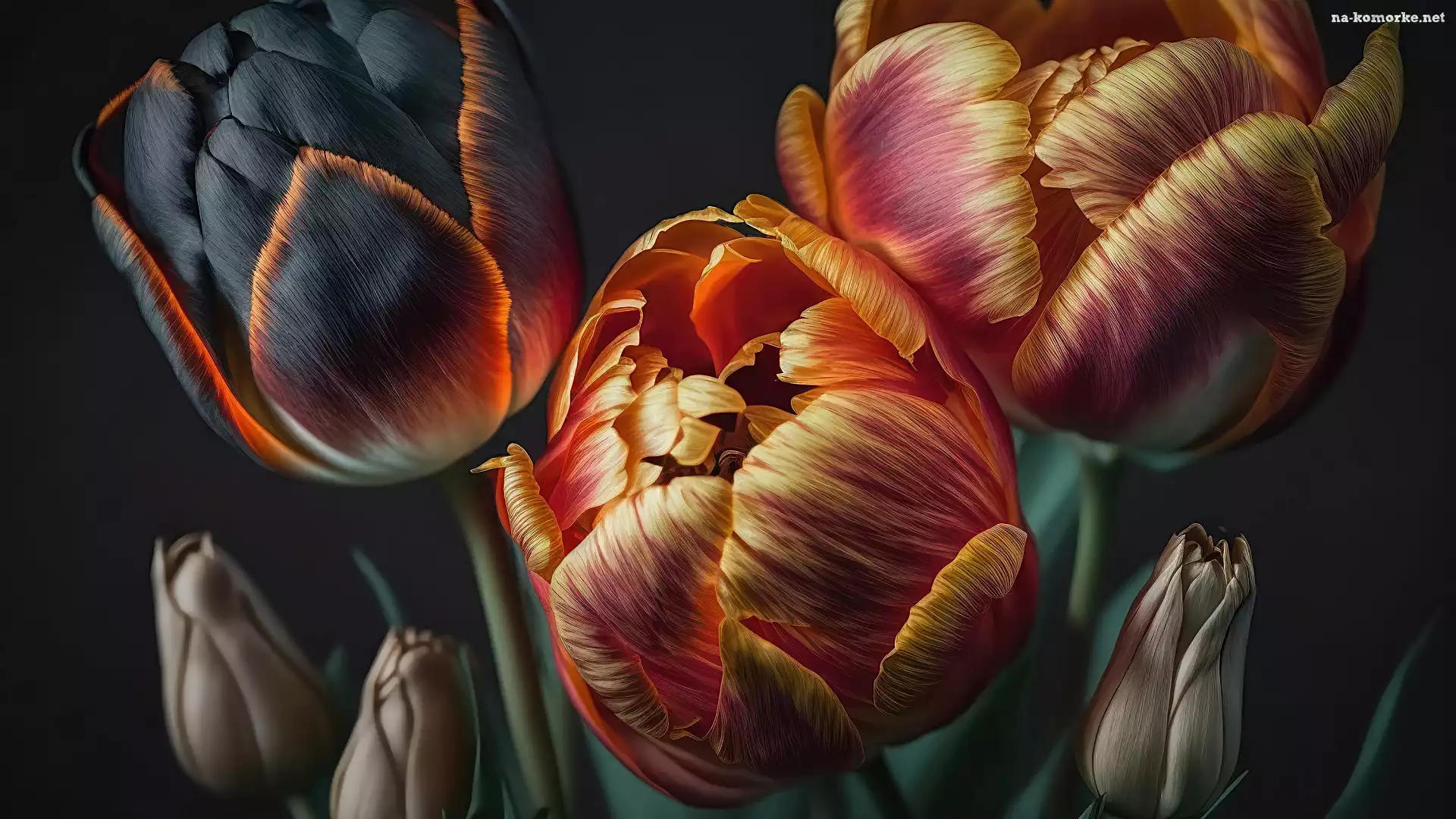 Kwiaty, Tulipany, Wielokolorowe