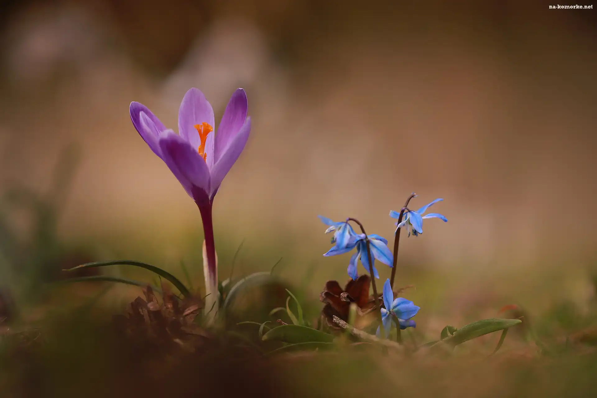 Fioletowy, Cebulice syberyjskie, Kwiaty, Krokus, Wiosenne
