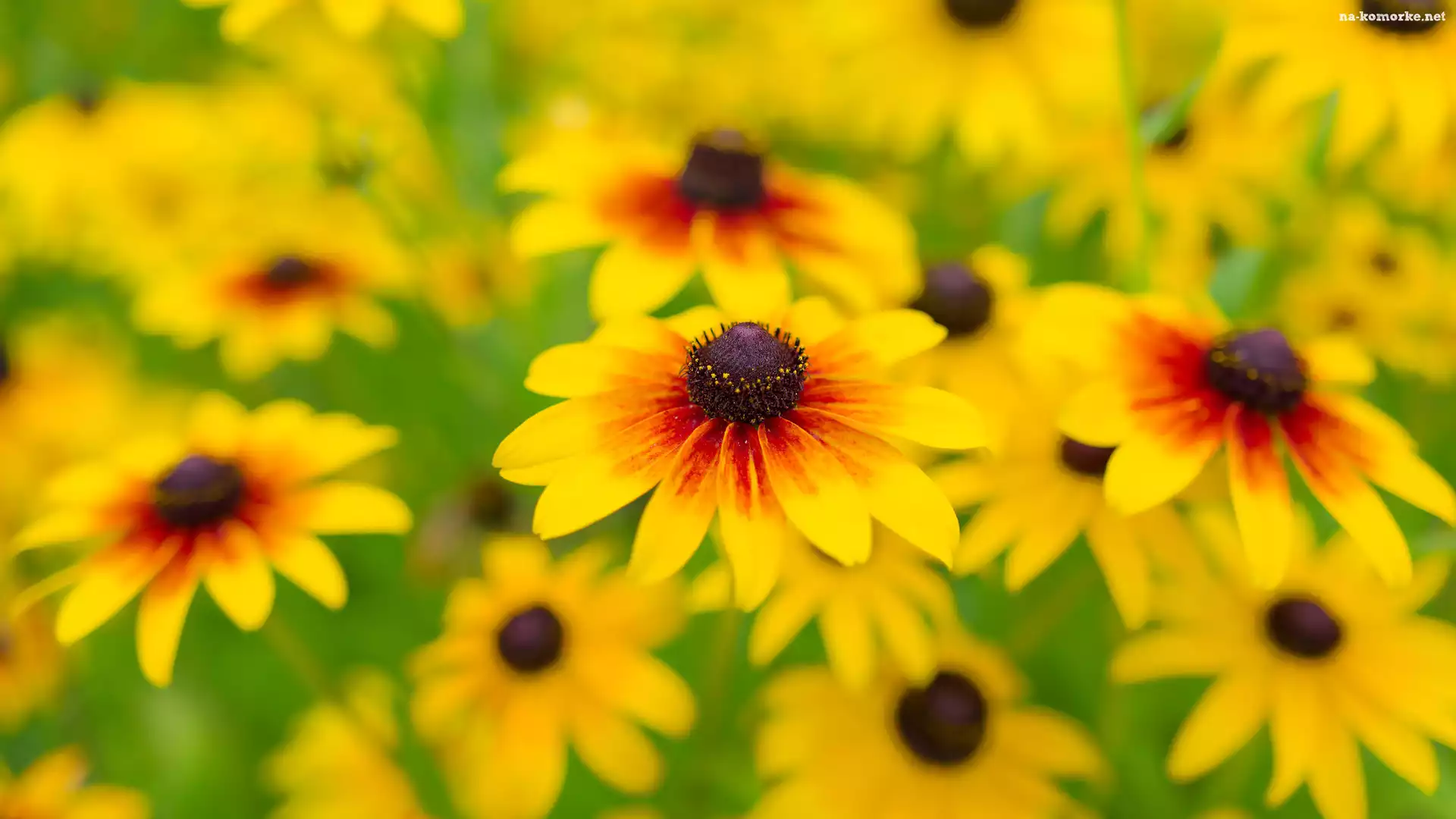 Żółte, Rudbekia owłosiona, Kwiaty