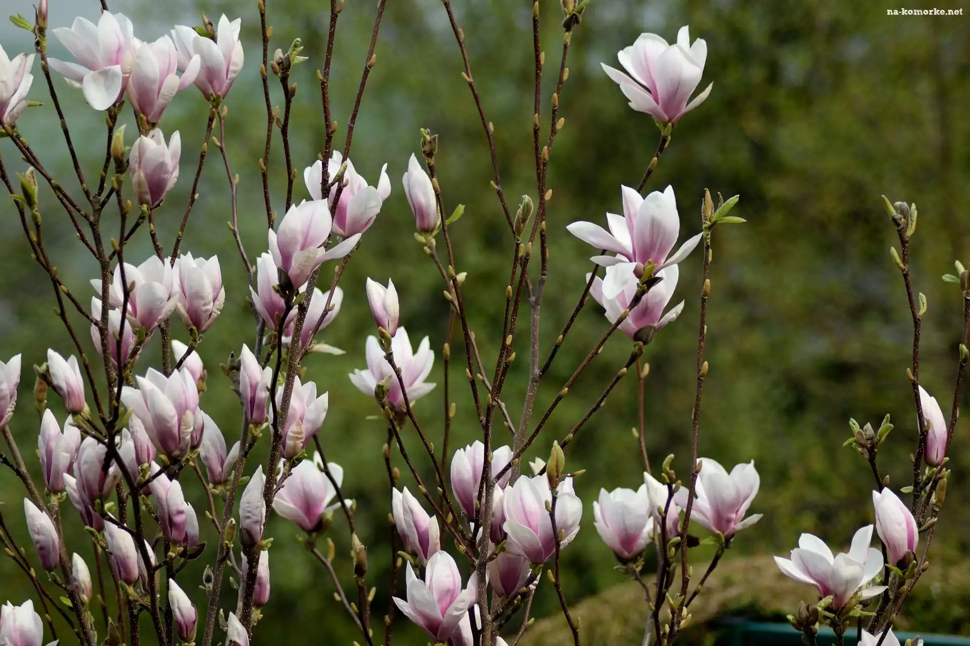 KwitnÄ…ca, Magnolia