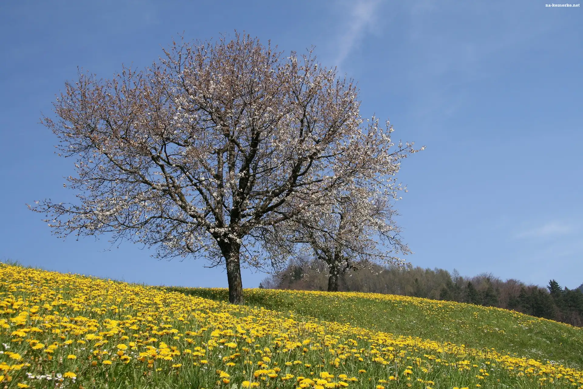 Łąka, Kwitnące, Drzewo