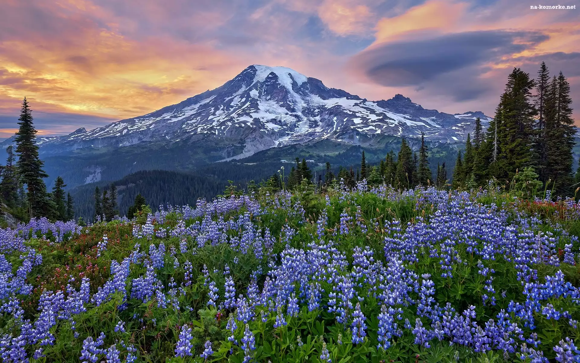 Stan Waszyngton, Park Narodowy Mount Rainier, Łąka, Mount Rainier, Niebieskie, Góry, Drzewa, Stratowulkan, Łubiny, Stany Zjednoczone