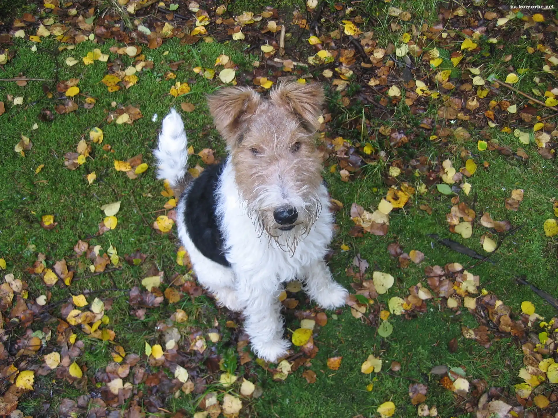 Lakeland Terrier, Liście, Trawa