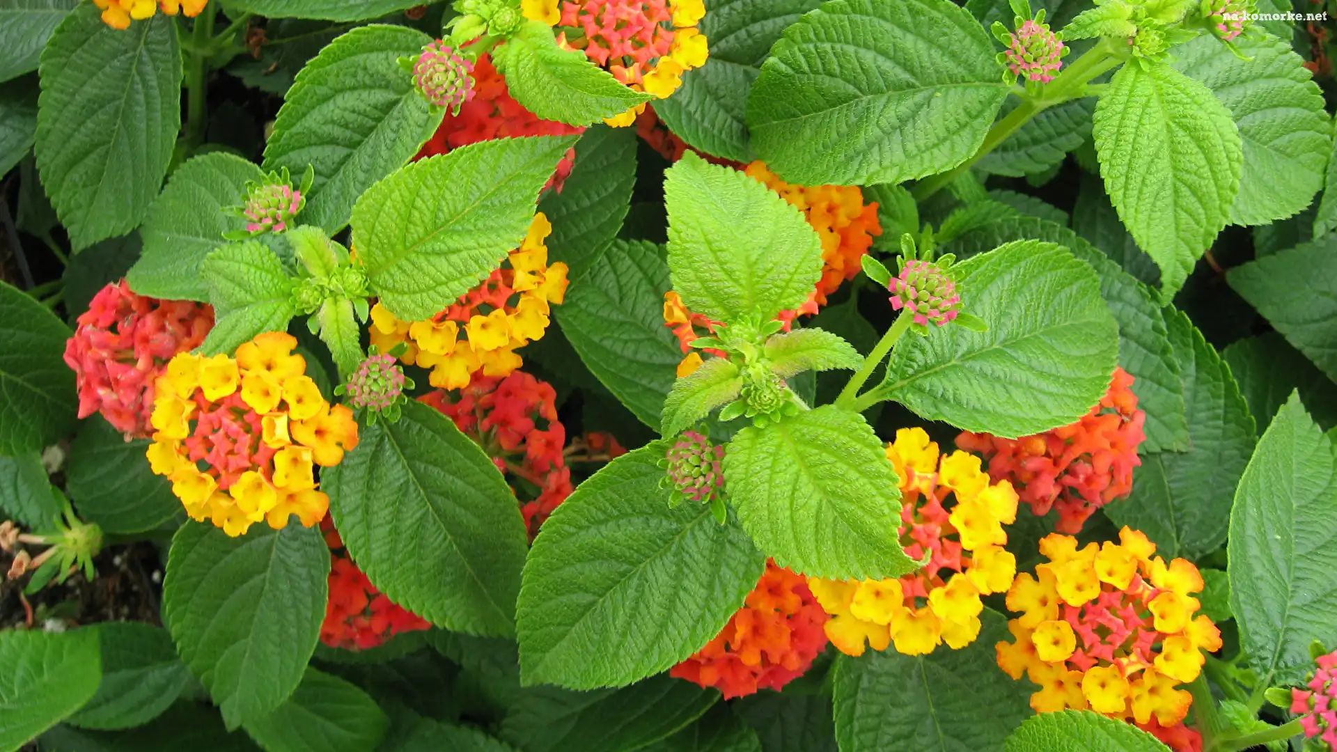 Kwiaty, Lantana pospolita