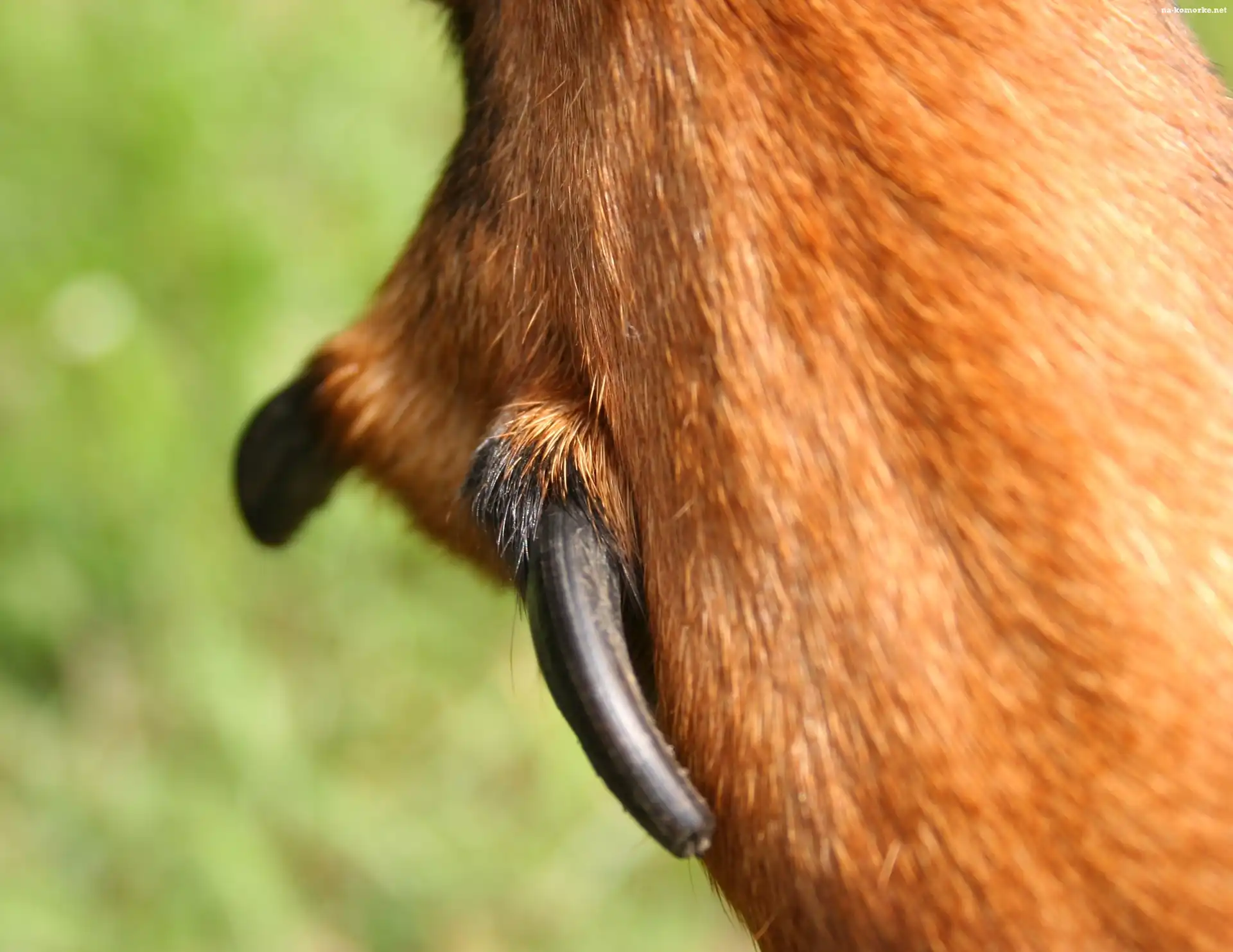 łapa, podwójny, pazur, Beaucerona, tylna