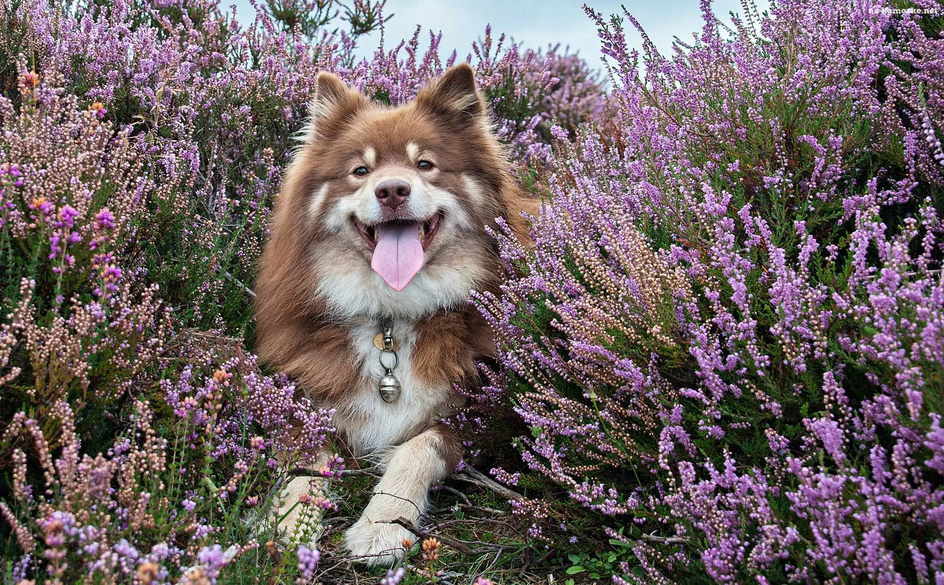 Fiński lapphund, Wrzos
