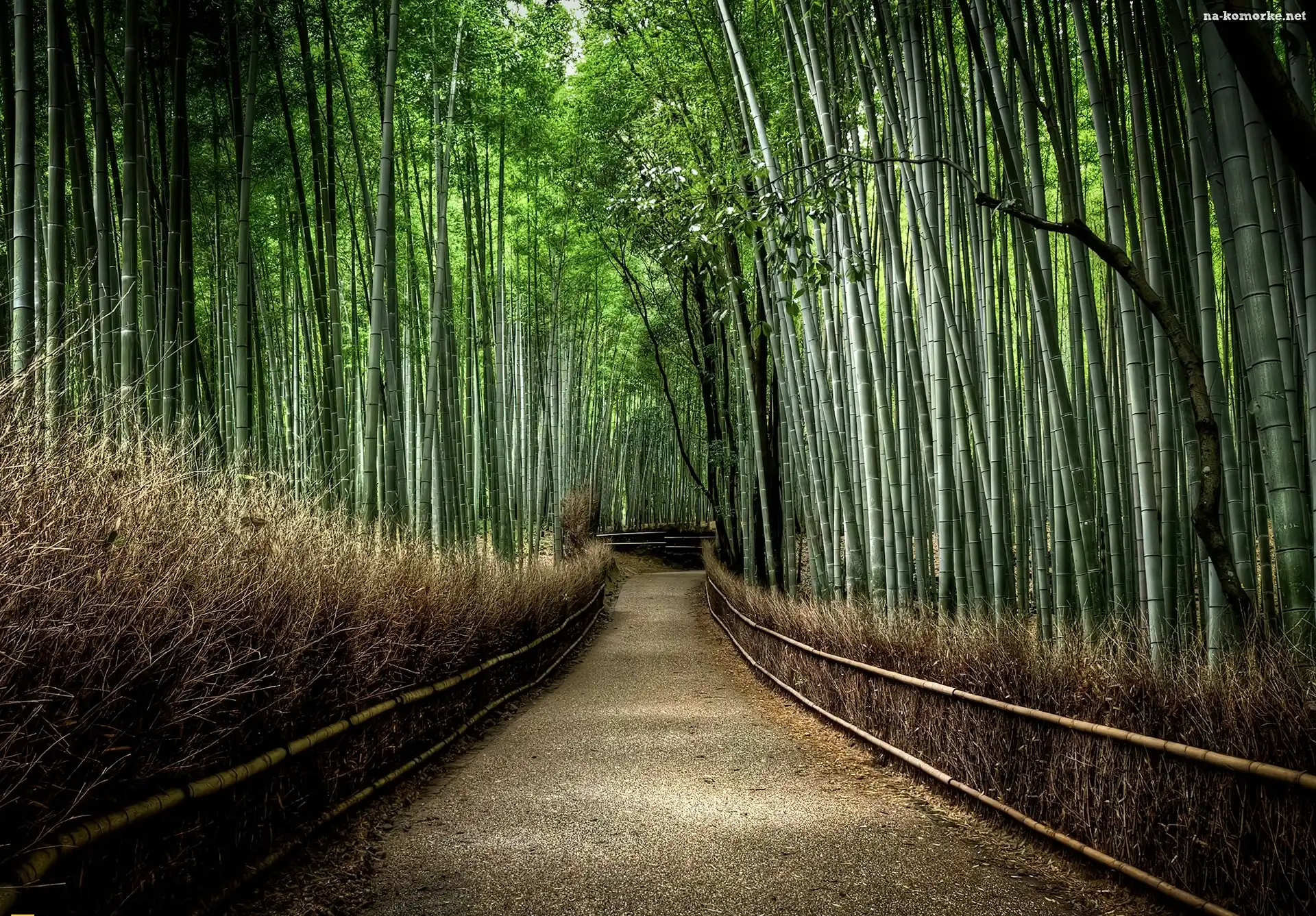 Las, Droga, Bambusowy, Japonia