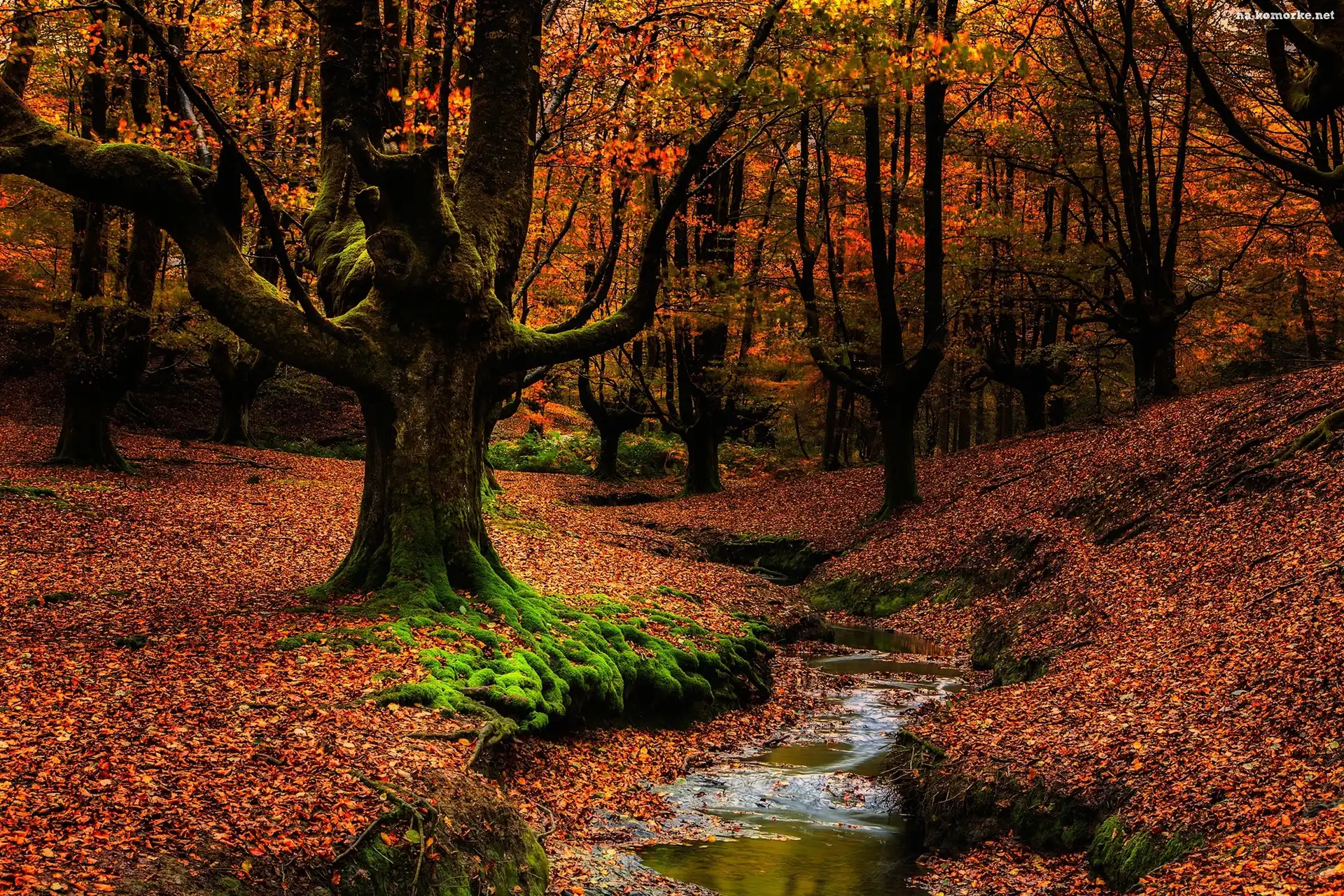 Hiszpania, Drzewa, Strumyk, Kraj Basków, Park Narodowy Gorbea, Jesień, Las