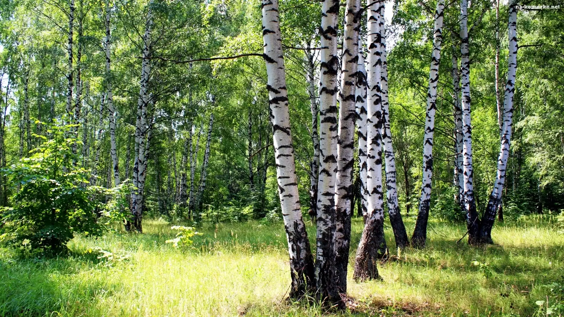 Las, Brzozowy