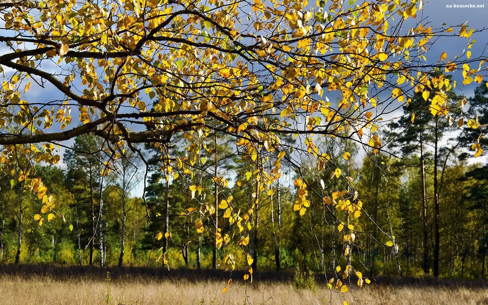 Las, Jesień, Brzozowy, Liście