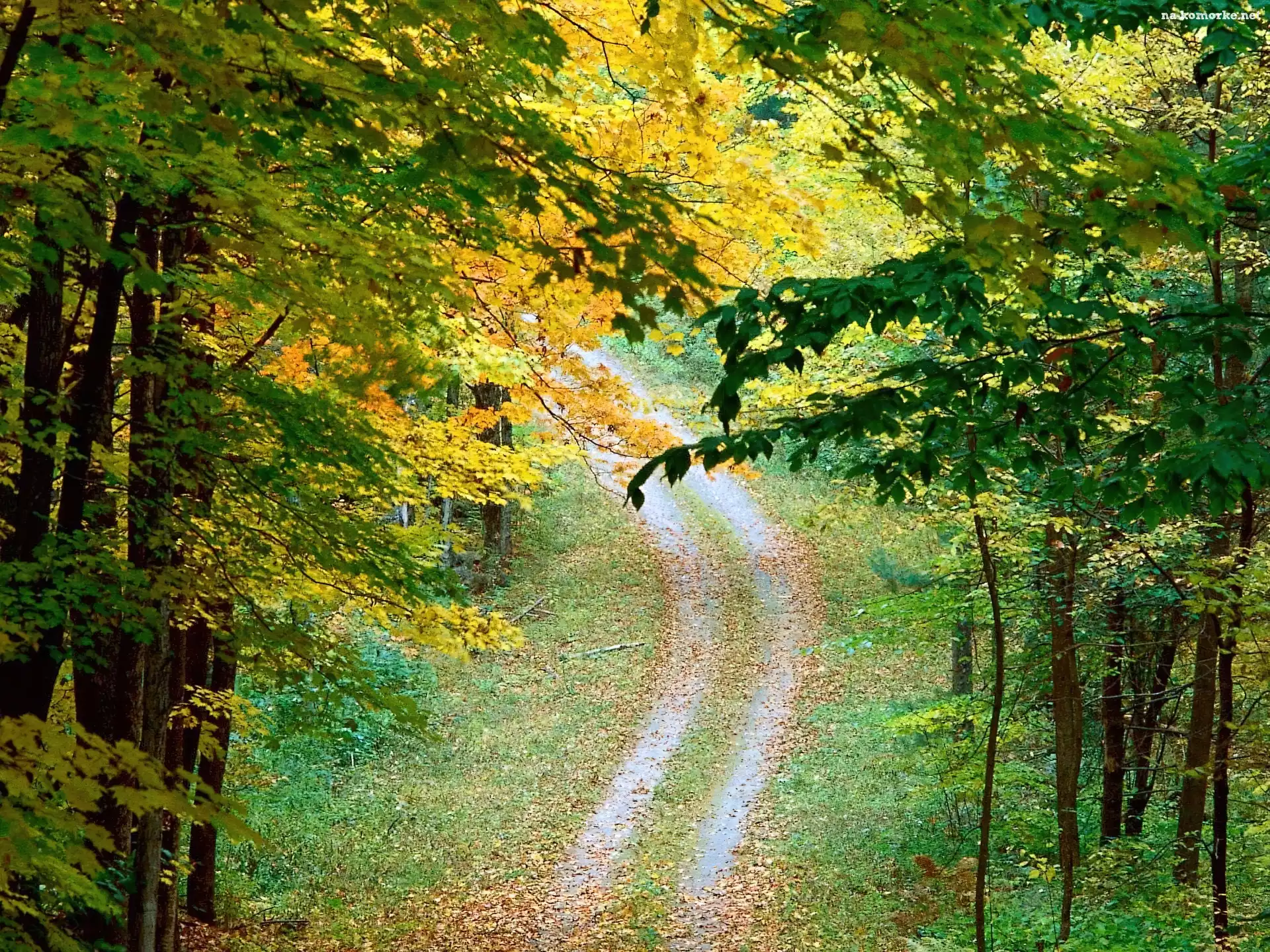 Las, Drzewa, Ścieżka, Jesień