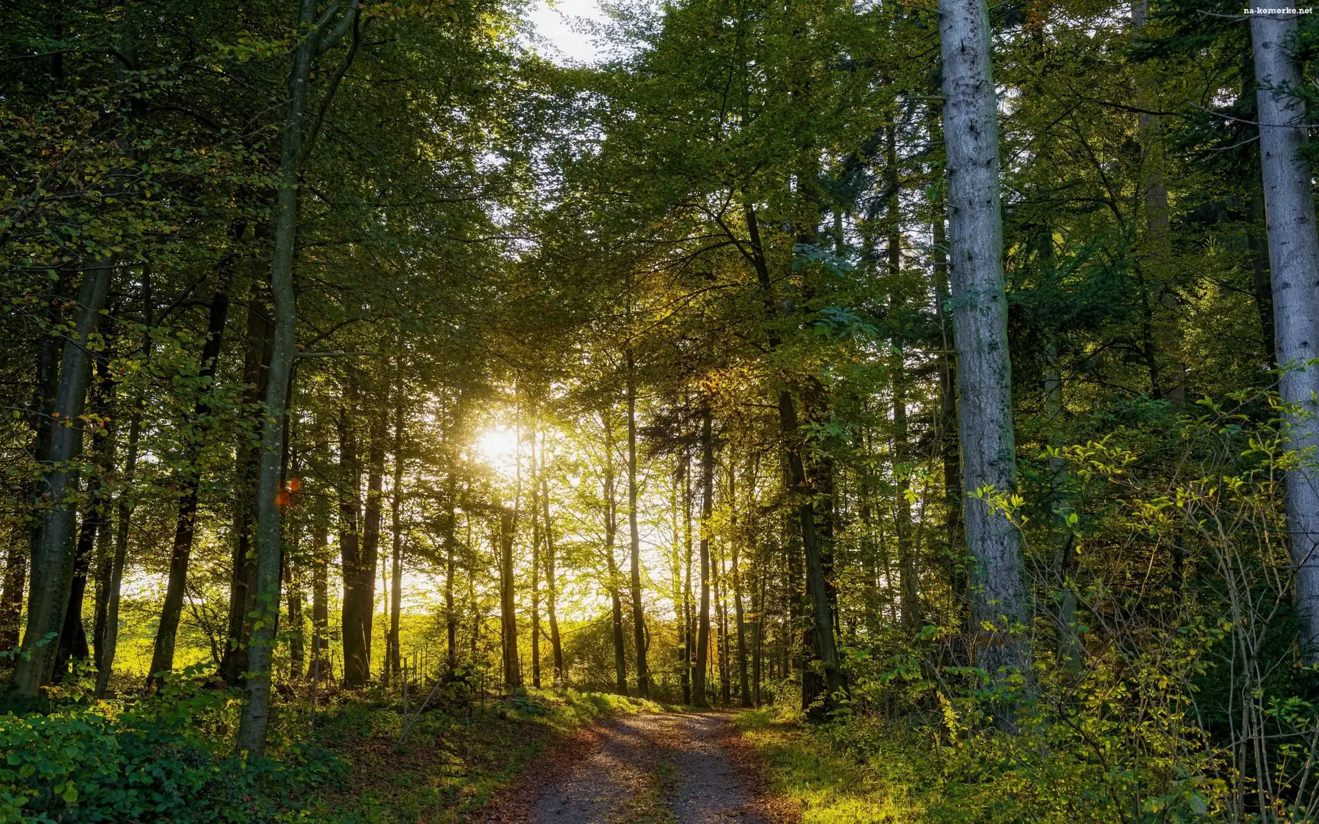 Las, Światło, Droga, Przebijające