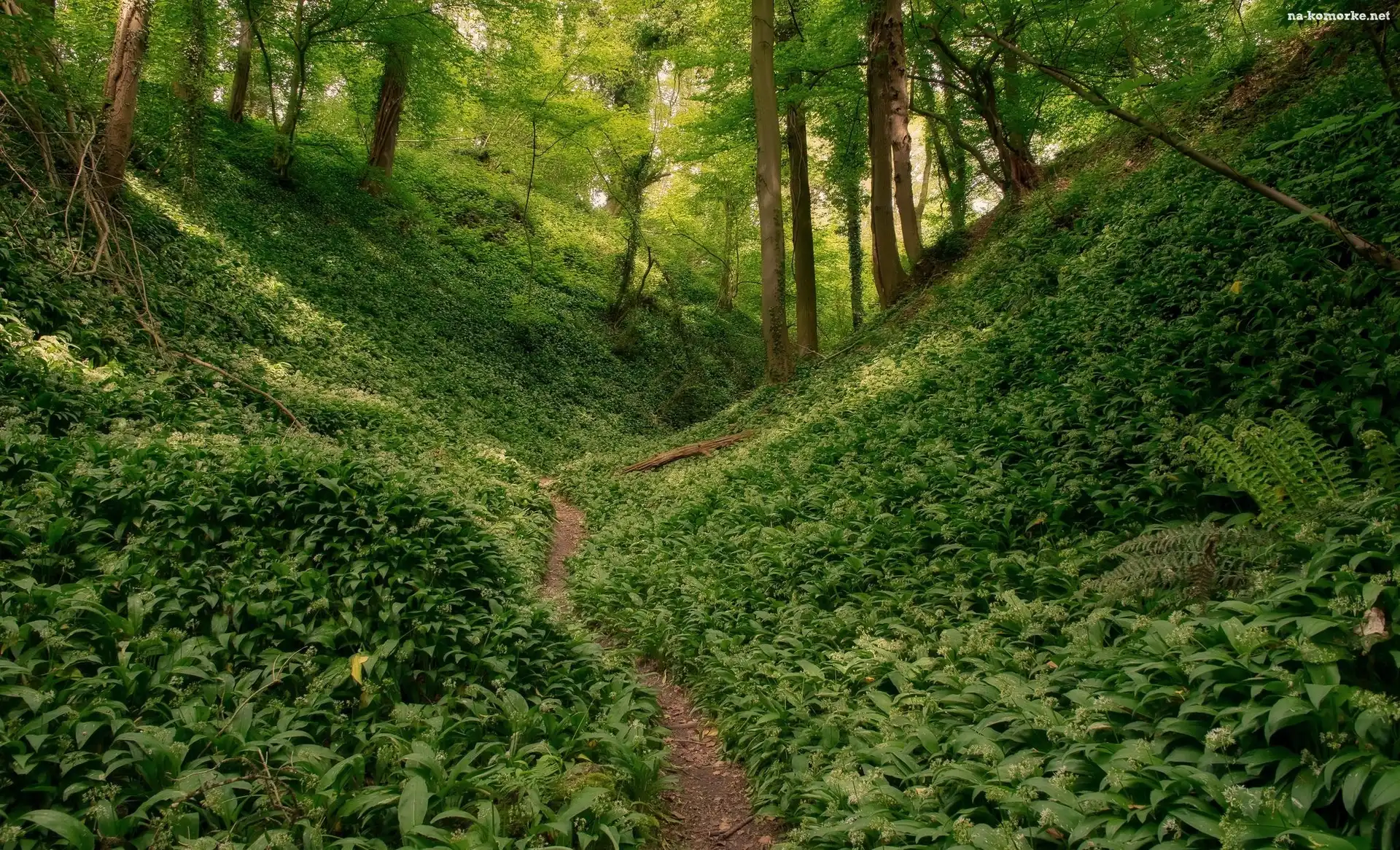 Las, Ścieżka, Drzewa, Roślinność