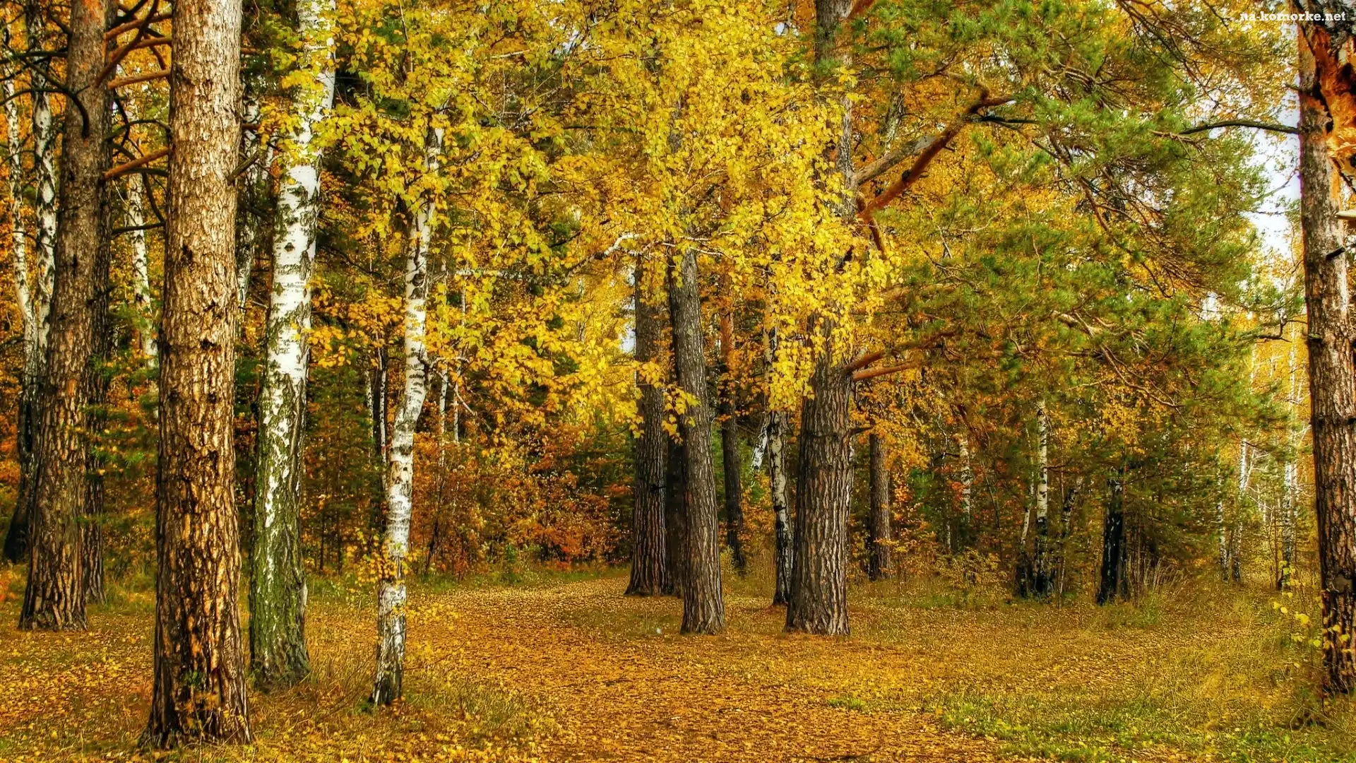 Las, Jesień, Drzewa, Liście