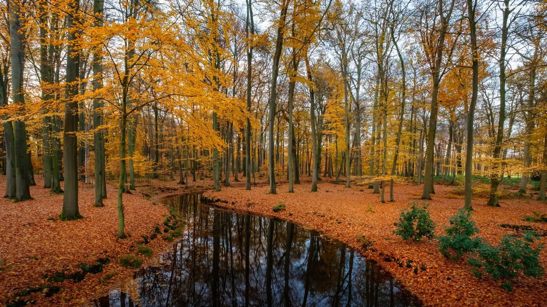 Las, Liście, Drzewa, Jesień