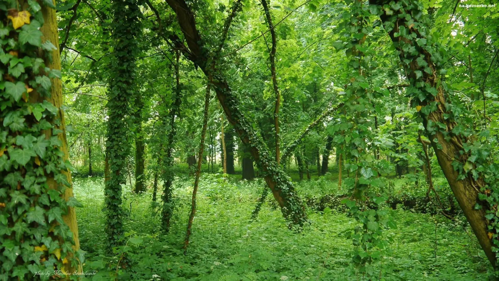 Las, Liście, Drzewa, Pnącze