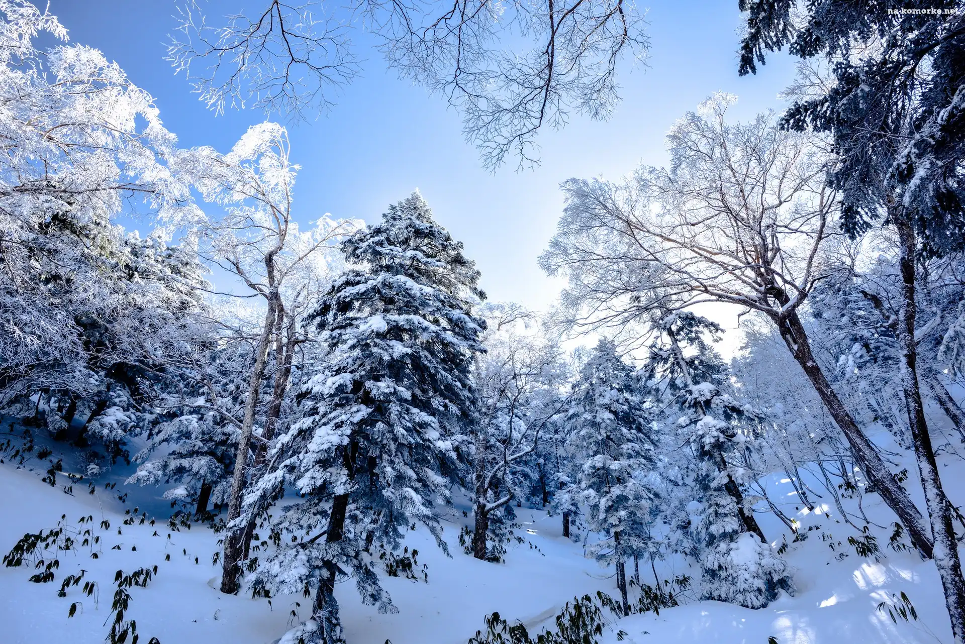 Las, Zima, Śnieg, Drzewa, Ośnieżony