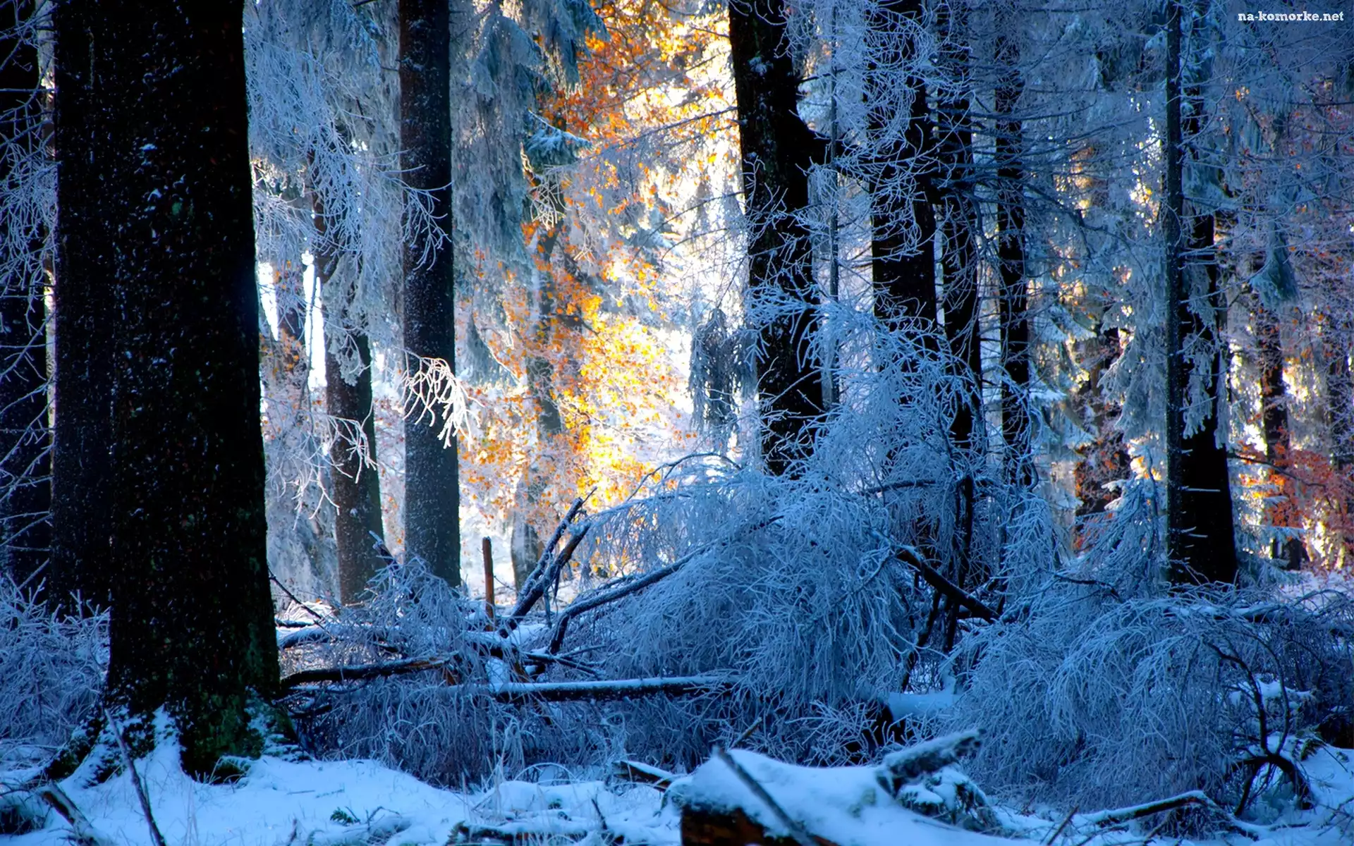 Drzewa, Las, Śnieg