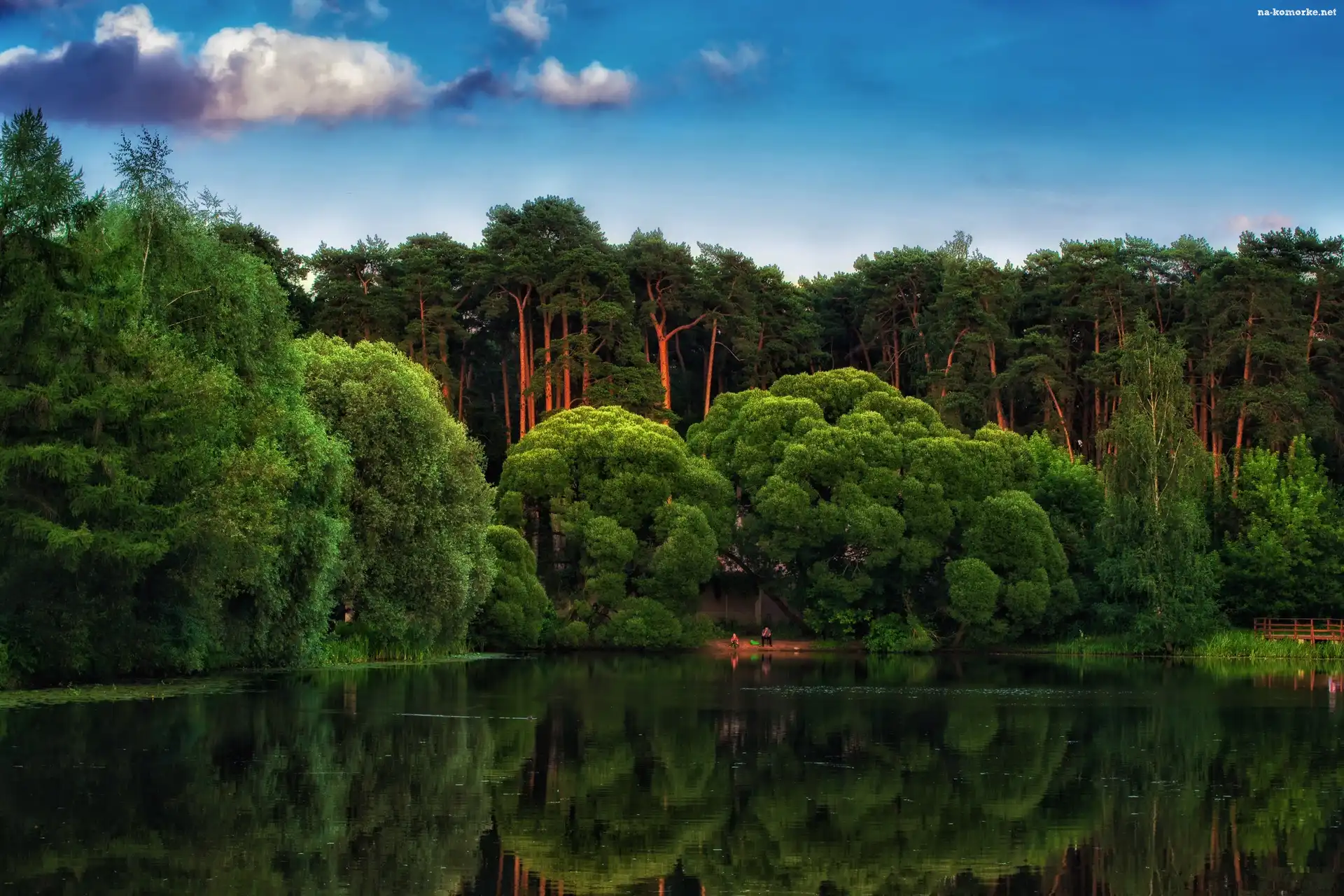 Las, Odbicie, Drzewa, Jezioro