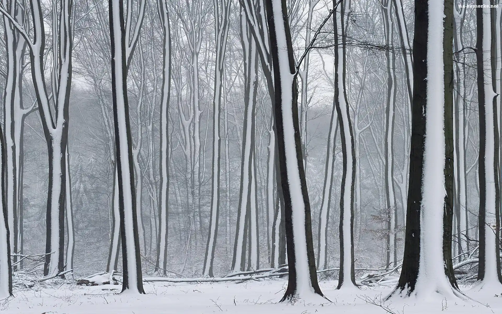 Las, Pasy, Drzewa, Śnieżne